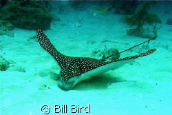 This beautiful eagle ray just wanted to play, by Bill Bird 